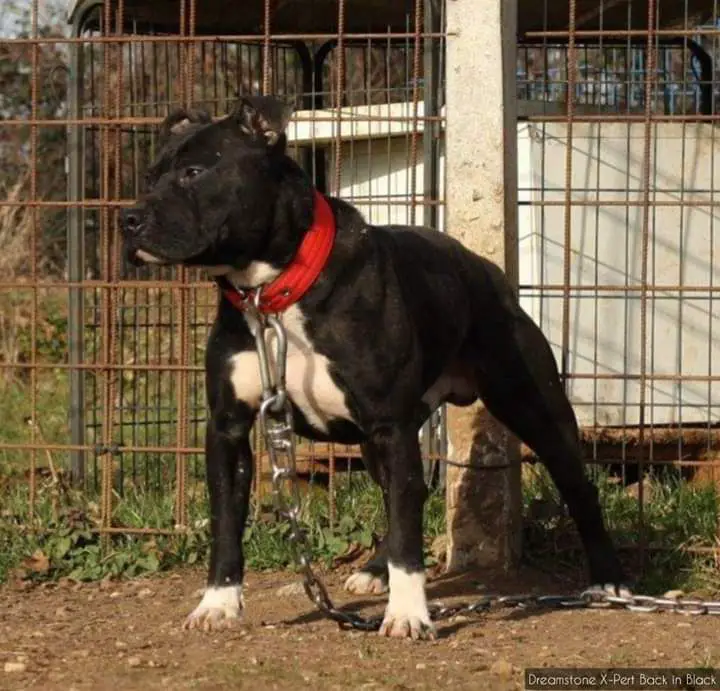 Dreamstone X-Pert Back in Black