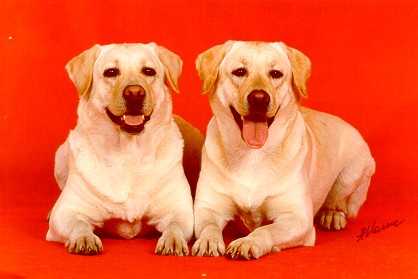 KALADIUM VIZAVI VESNUSHKA