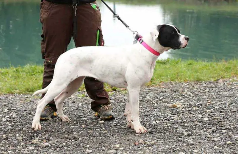 Indiana's Tequila of HDB