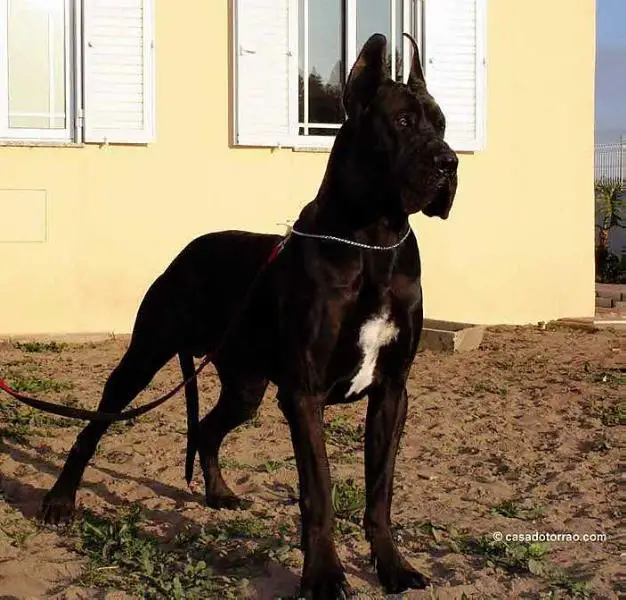 Punk da Casa do Torrao