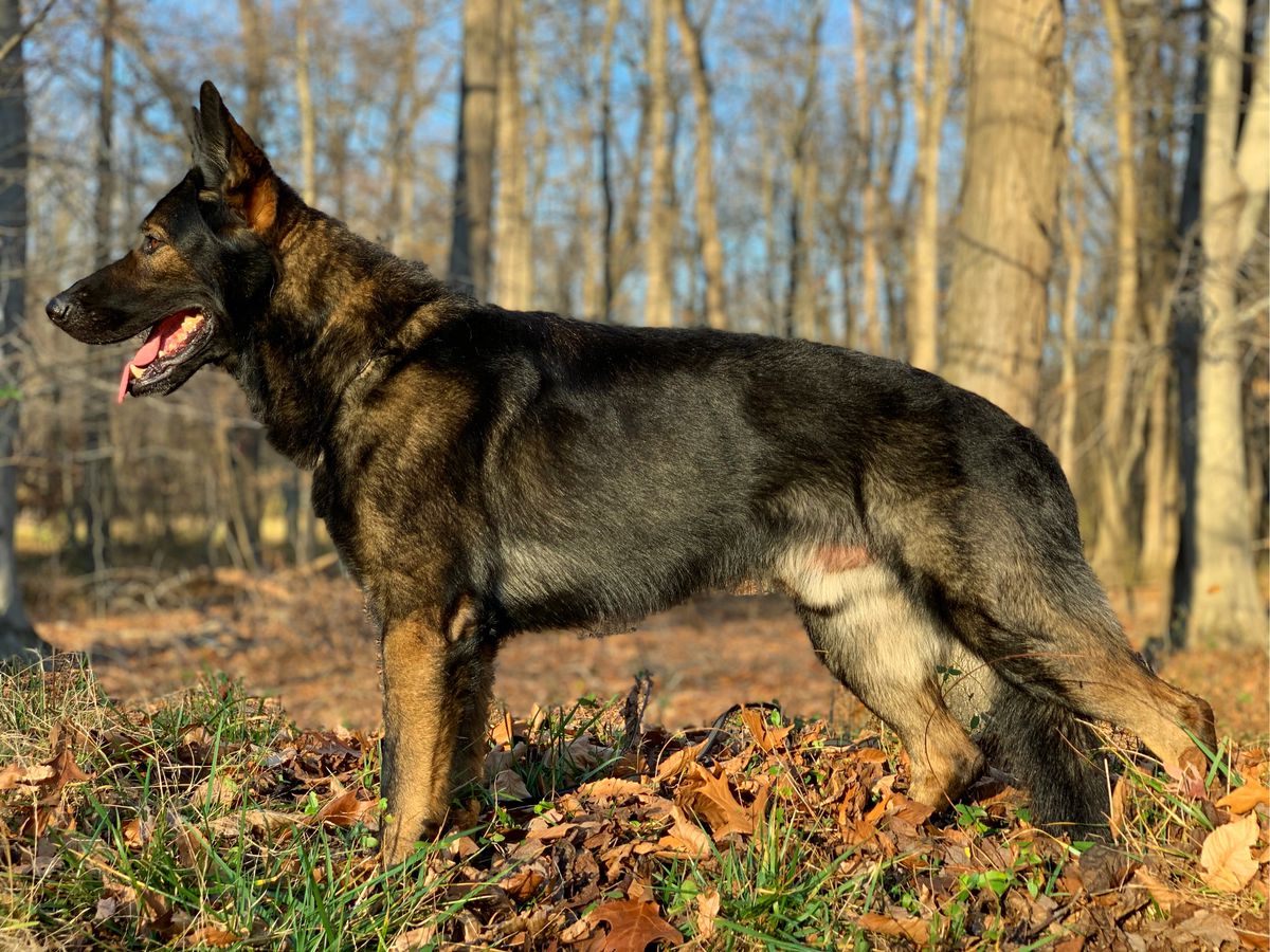 UKC CH Aiko z Rodina Straze