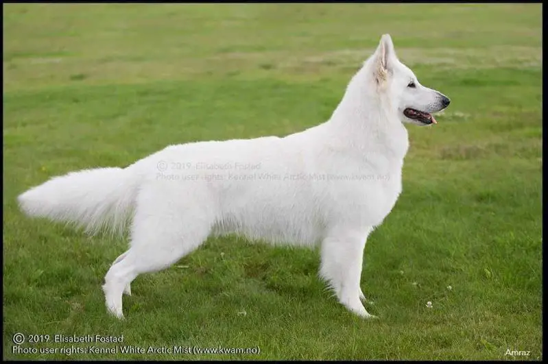 AD BH NVCH NUCH RL1 Amraz av White Arctic Mist