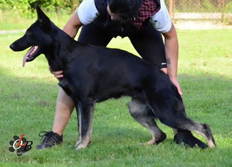 SG Orssy Orrylordblack