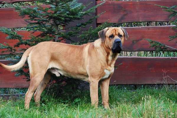 Mł. Zw. Europy 2010, Ch. Pl., Ch, Slo. Yogi na Skraju Ruczaju