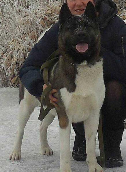 Babet Iz Mohnatoy Stai