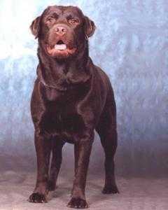 STRONG STAEL GROCE GREND