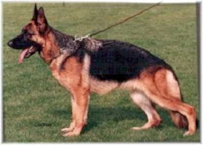 V Shanda von der Kahler Heide