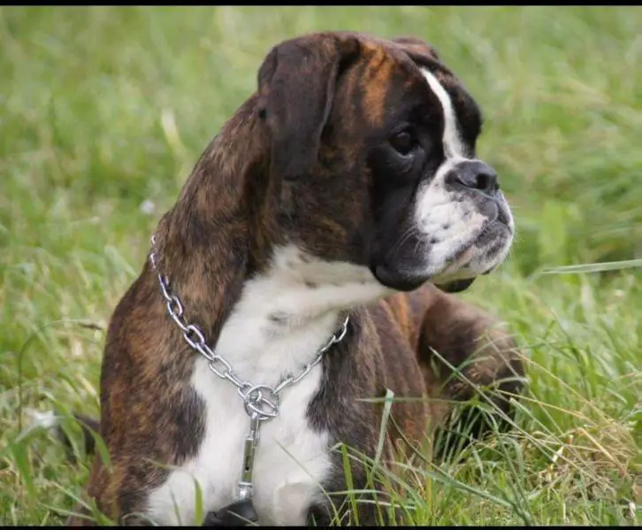 The Wunderkind von Donnerschwee