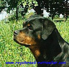 Nikita From Royal Breed Of Kanjevac