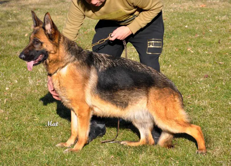 Fiona do Pastor do Serro