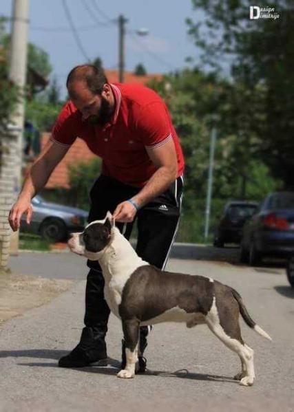 Odysey Taurunum Angels