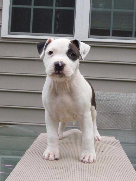 Cimar N Joco's The Black Widow