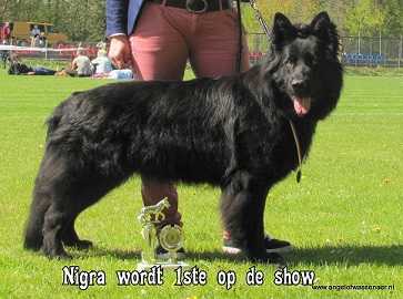 Angel of Wassenaer's Eloa-Nigra