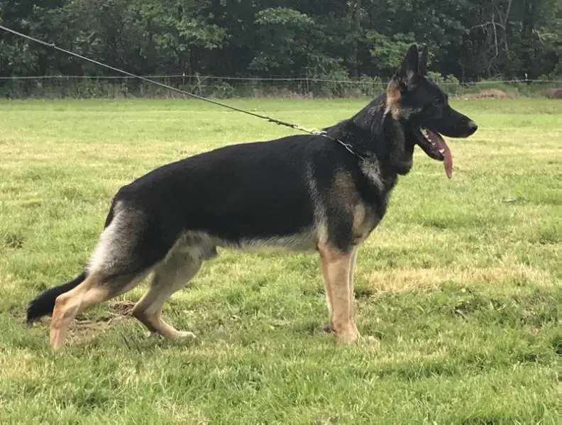 V Izak Vom Haus Schair