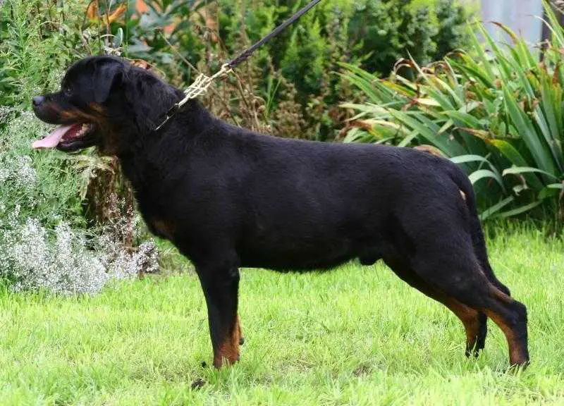 CH RUS, GER, VDH, RKF KS Spain Gismo von der Bleichstrasse