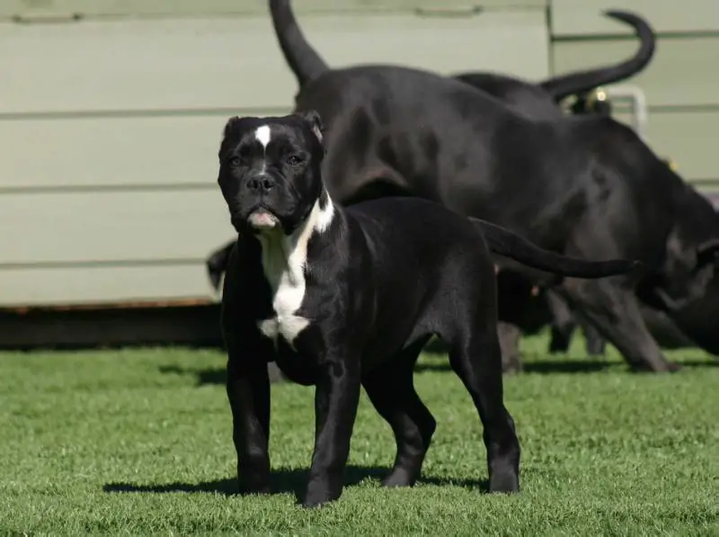 Koncrete Jungle Kennel's Black Beauty