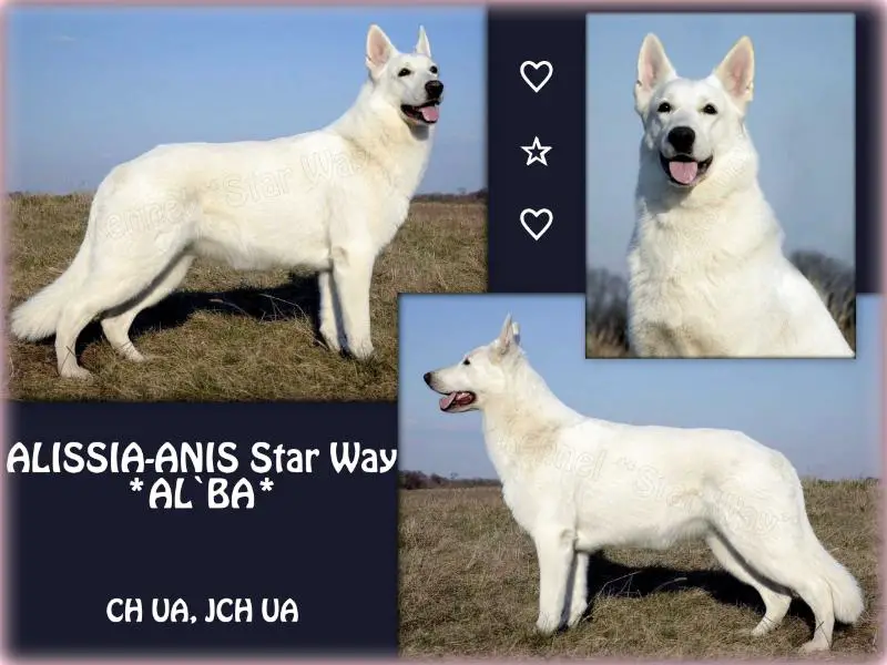 CH UA, JCH UA, BOB, 5xСАС, CACIB ALISSIA-ANIS Star Way *AL`BA*