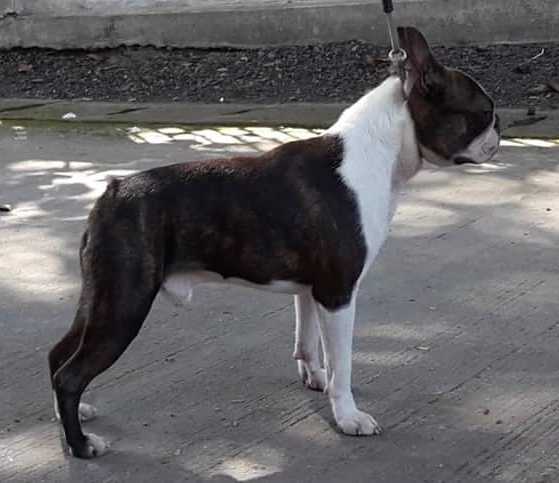 Southern kennels Toby