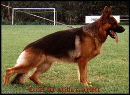 V Atilla von Arlett