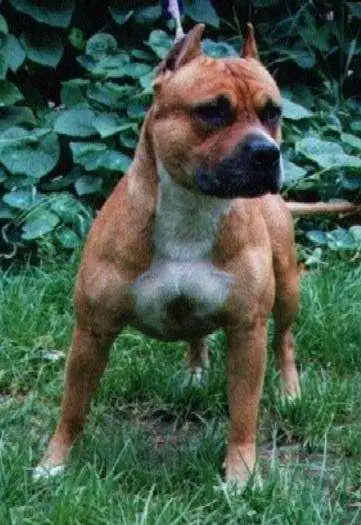 VITA KENBO UTAN UZI HANTER