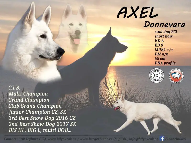 C.I.B., Multi Grand Ch, BIS III, BIG, CZ Club Grand Champion AXEL Donnevara