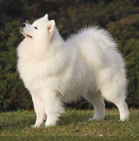 Cabaka's Lexie Of Punjab