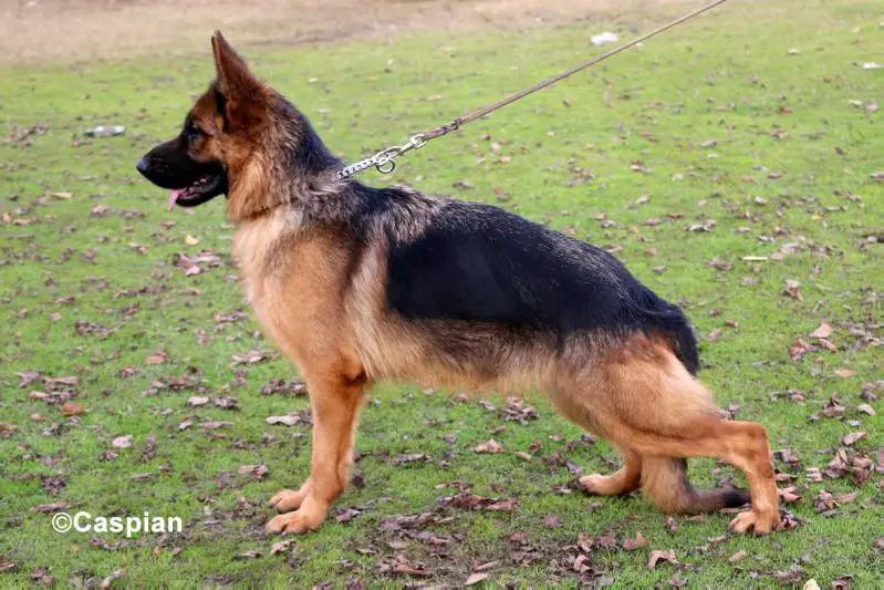 Kashin von Caspian