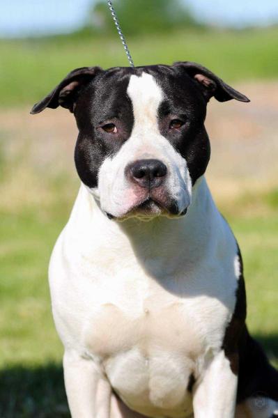 JCH LV,CH MULTI,INTER,BALT,EUR 17. CHARLIE CHAPLIN PERFIJ LATAMSTAFF