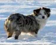 Tinasmini Dixie Delight