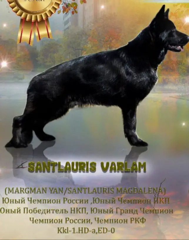 JnChRUS, ChRUS, ChRKF, JnChRSLNO, JnGrandCh RUS Santlauris Varlam