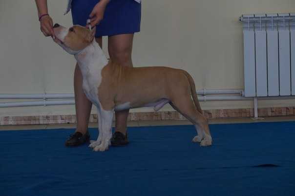 JCh Rus,CHRus,CH Bul,GrCH Bul, Balcanian Ch,Ch&GrCH Mac Imperial Gigant Hatiko