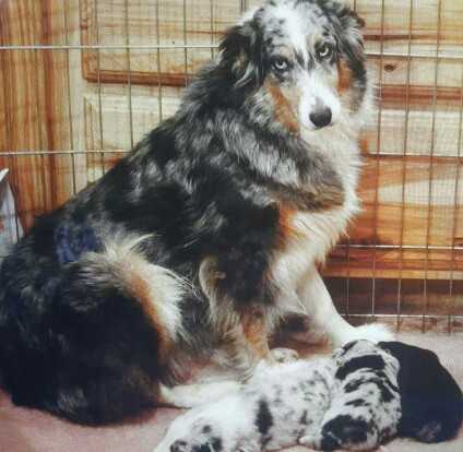 Rjs Blue Eyed Bristol