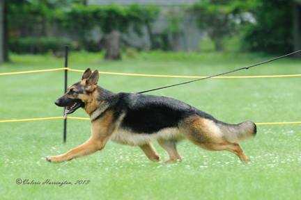 CH Karizma's Ready to Take A Chance Again Kaleef