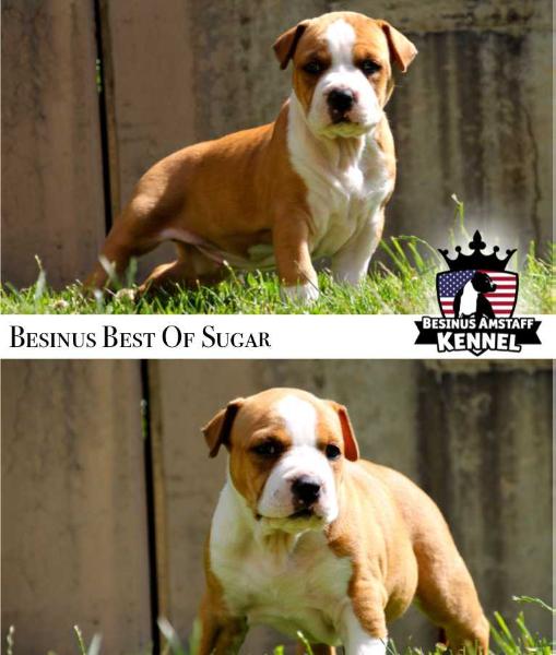 Besinus Best Of Sugar