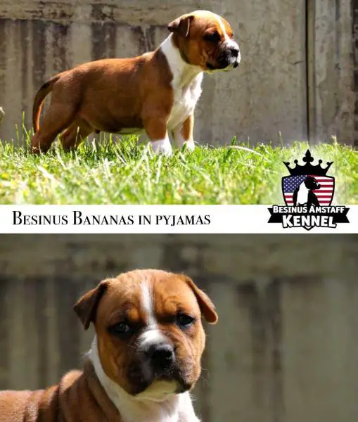 Besinus Bananas In Pyjamas