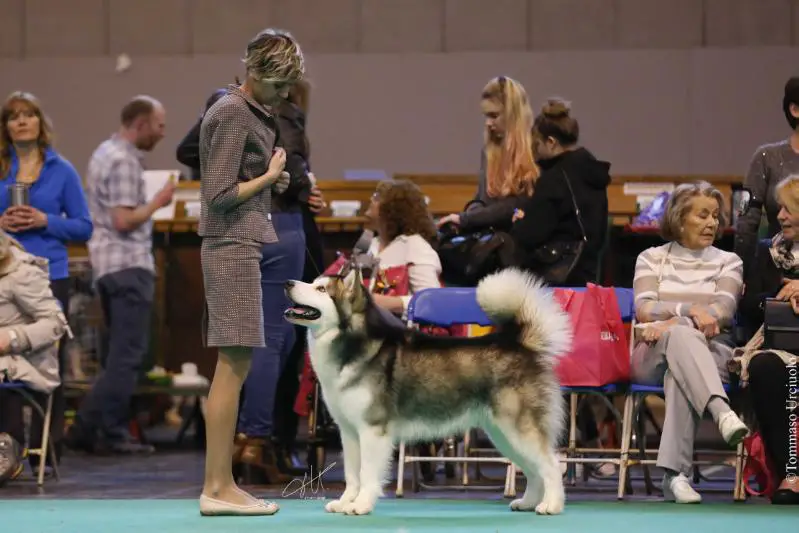 Italian J.ch San Marino J.Ch Abraham Lincoln