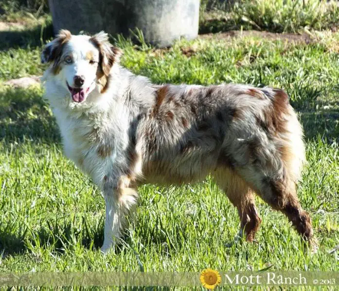 Motts Crown Star Rogue