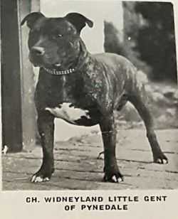 CH Widneyland Little Gent Of Pynedale
