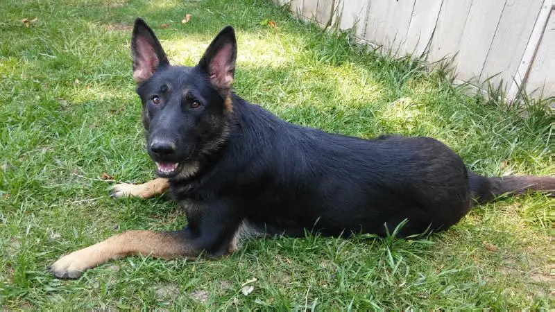 Inka vom Spitzenhund