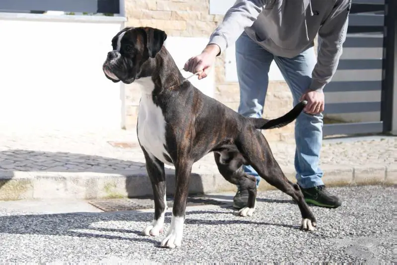 Grand Champion PT, Ch PT, Jr Ch SP, Jr Ch PT Almadinaks Uspeh Garantirovan