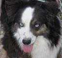 Timberline's Blue Eyed Lawman