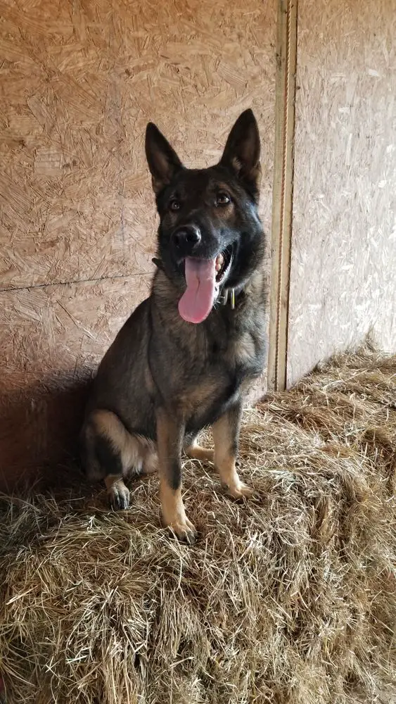 Balor vom Knighthaus