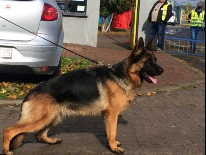 Estelle vom Eichenplatz