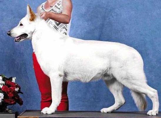 UKC GRCH Vantasia Hot Wheels