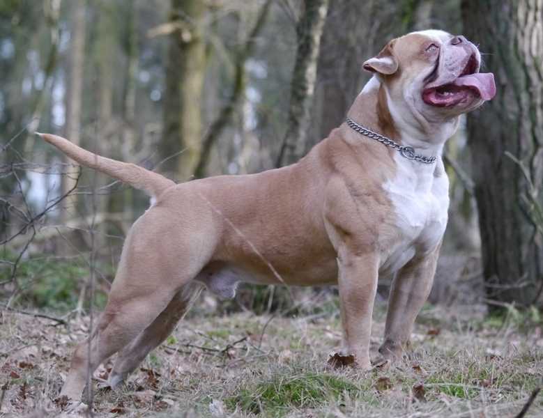 Bulletbulls Zeus of Llebeig