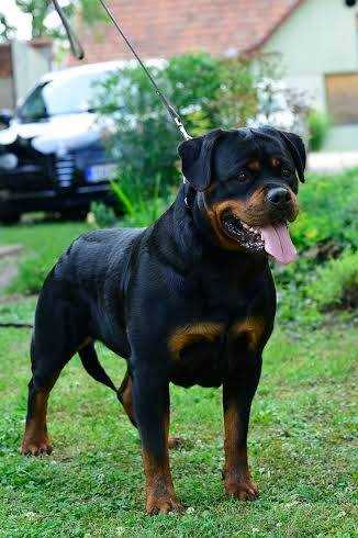 Emanuela Vom Tommy Rott