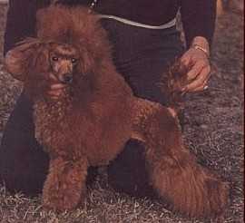 Golden Strik Tuti Cuore