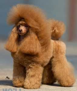 poodle lion