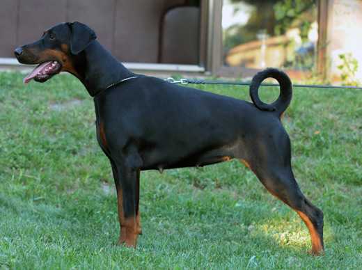 Mne.CH Teodora Titta Di Altobello