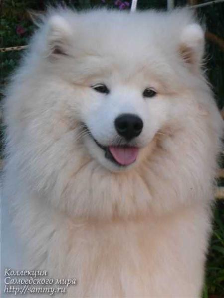 Artaiga's Madame Butterfly